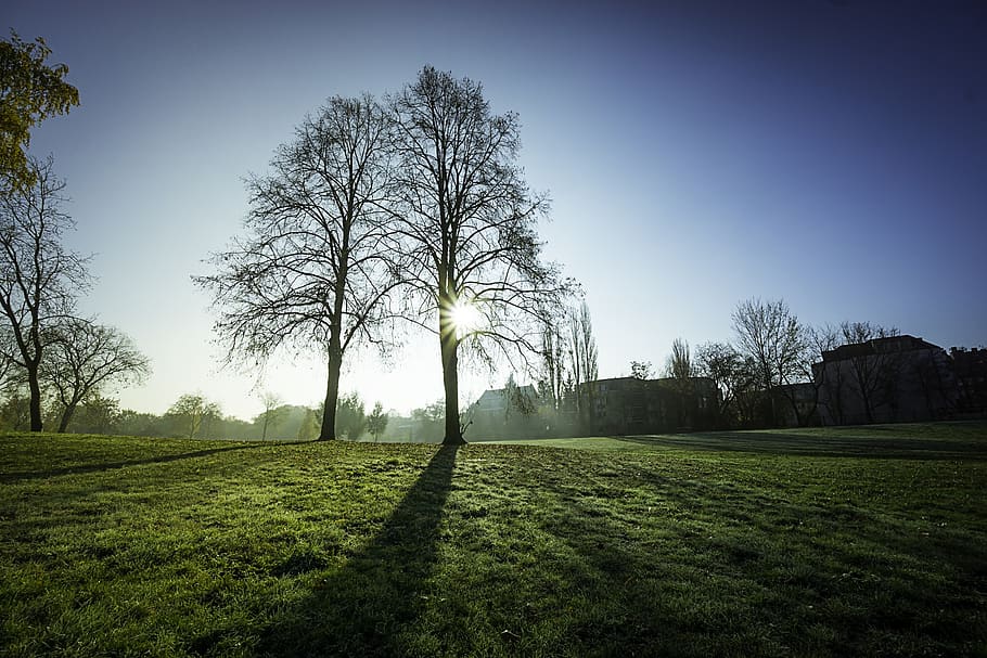 green, grass, trees, plant, sunny, day, sunlight, blue, sky HD wallpaper