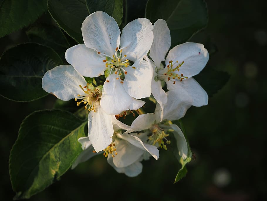 italy, vimercate, flower, flowering plant, fragility, beauty in nature HD wallpaper