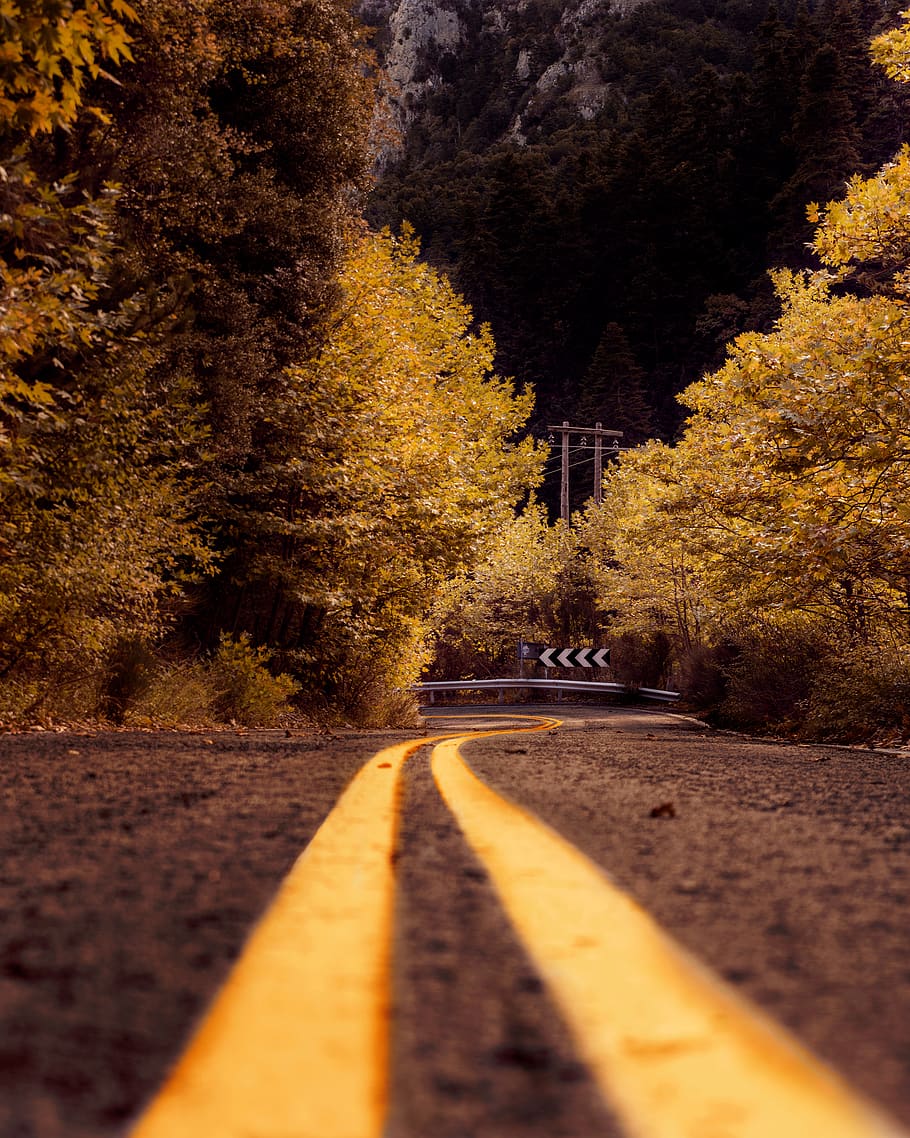 Sepia Photography of Asphalt Road in Between Trees, color, dawn HD wallpaper