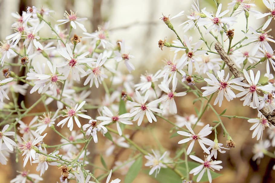 backround, wallpaper, girly, pastel, flowers, nature, plant HD wallpaper