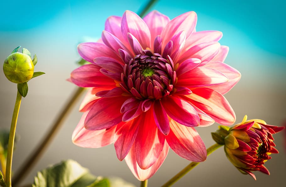 dahlia, romantic, bright, close up, pink, blossom, bloom, background HD wallpaper