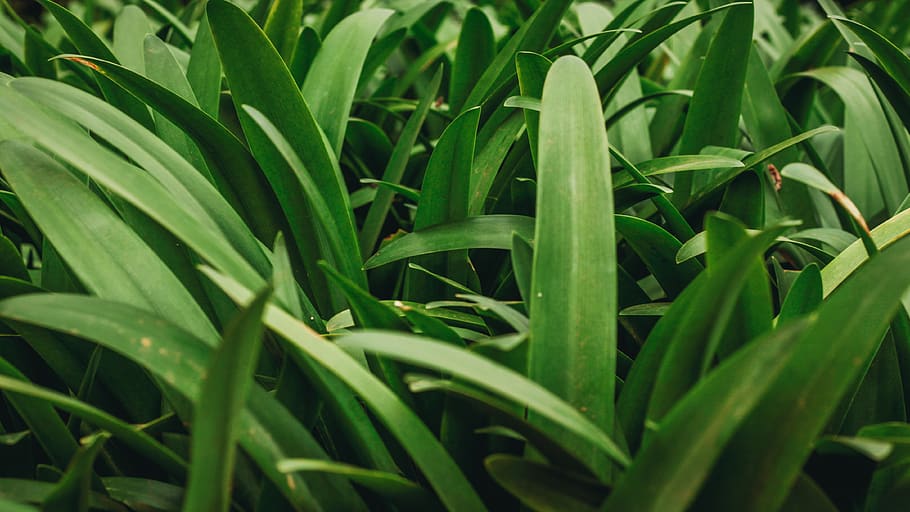 grass, nature, meadow, backdrop, closeup, natural, pattern HD wallpaper