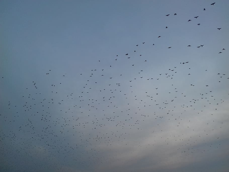poland, torun, sky, flying, large group of animals, bird, flock of birds HD wallpaper