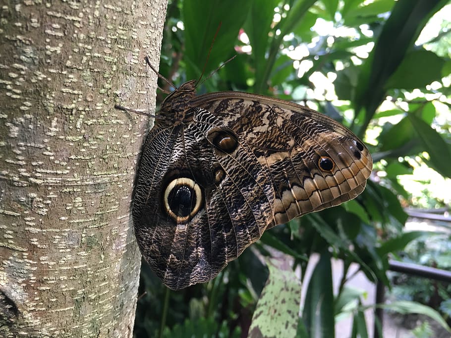 butterfly, nature, insect, wing, tender, peacock butterfly HD wallpaper