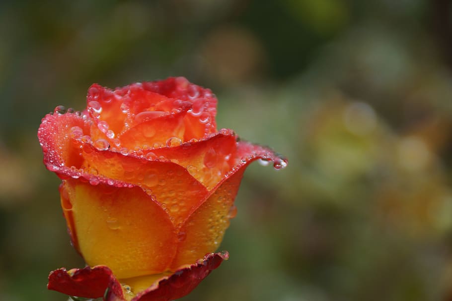 rose, bud, yellow, orange, red, raindrops, freshness, close-up HD wallpaper