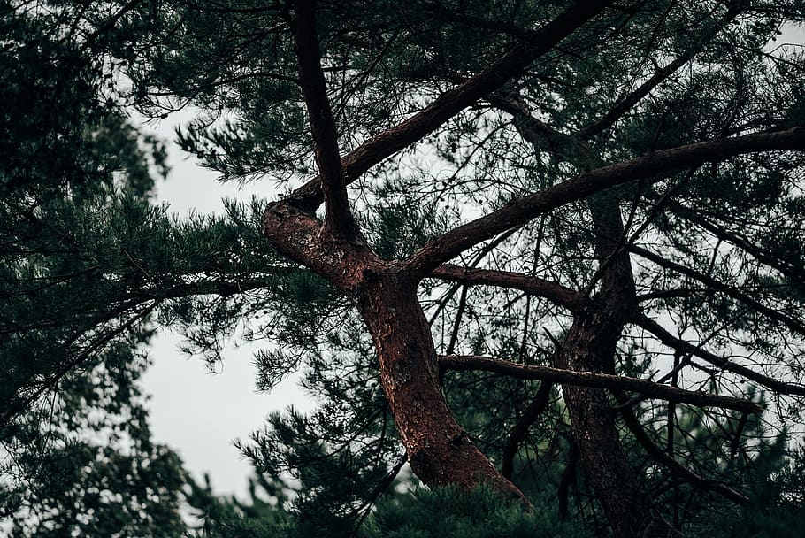 tree, plant, tree trunk, abies, fir, nature, moody, mothernature HD wallpaper