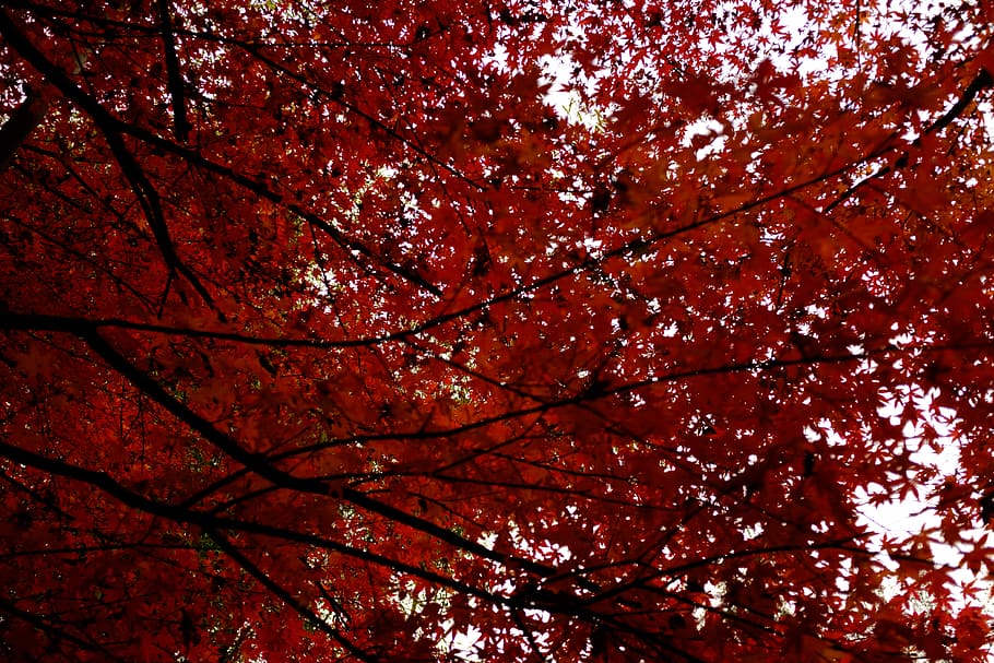 maple, red, leaf, nature, tree, landscape, china, fujifilm, HD wallpaper