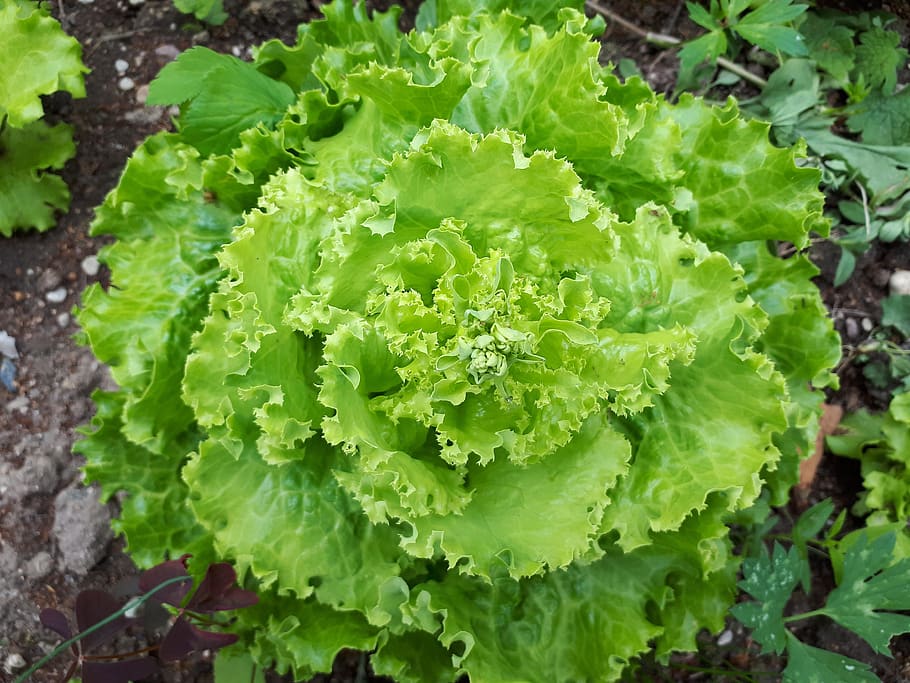 latvia, lielplatone, vegetable, healthy eating, food and drink HD wallpaper