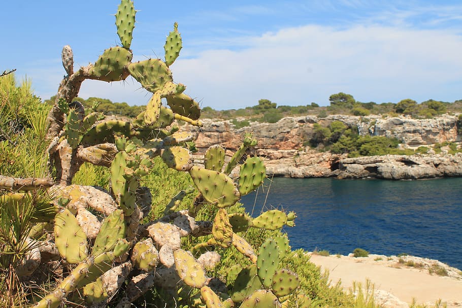 cactus, mediterranean, prickly, mallorca, summer, nature, water HD wallpaper