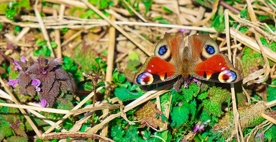 butterfly, vanessa i, peacock's eye, moth ubiquitous, nymphalidae, HD wallpaper
