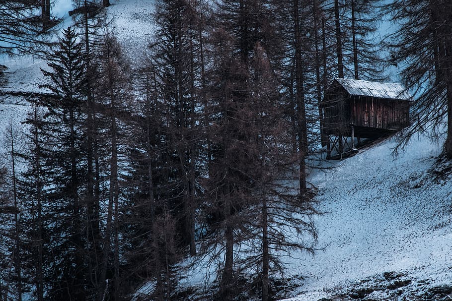 brown cabin surrounded by pine trees, housing, building, nature HD wallpaper