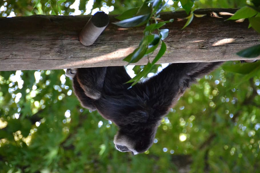 monkey, animal, tree, animal themes, plant, mammal, one animal HD wallpaper