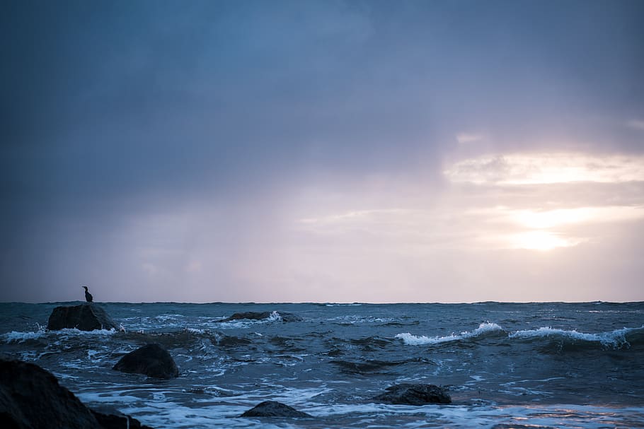 sea waves, ocean, nature, outdoors, water, bird, adventure, leisure activities HD wallpaper