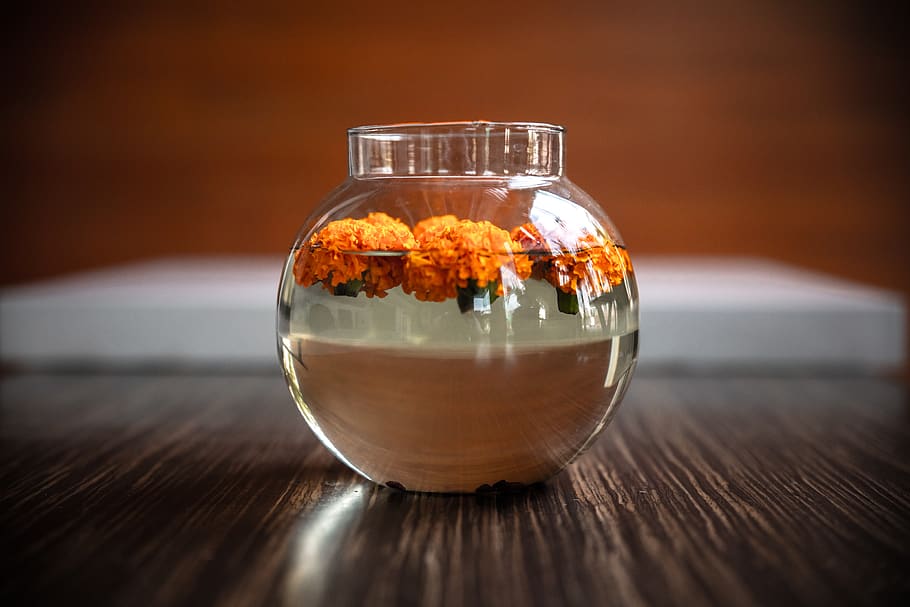clear glass bowl, jar, plant, vase, pottery, furniture, table HD wallpaper
