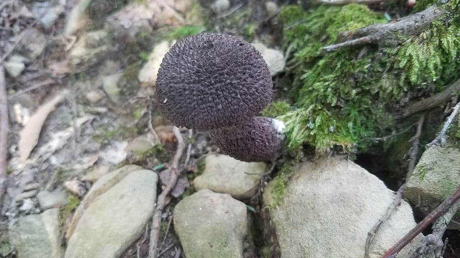 ground, stones, moss, forest floor, mushroom, black, plant HD wallpaper