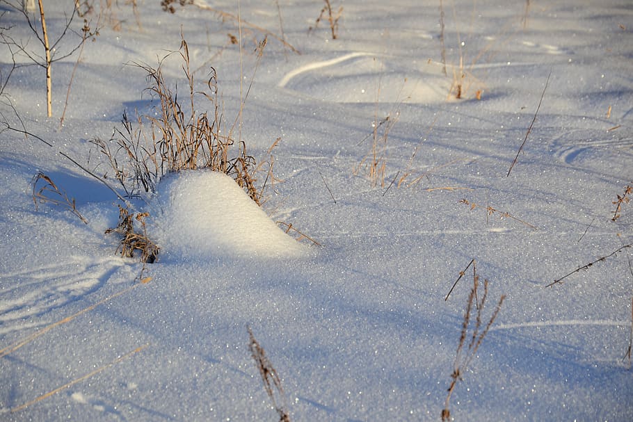 winter, snow, field, nature, footprints in the snow, snowdrifts, HD wallpaper