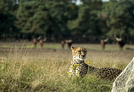 cheetah, big cat, predator, nature, wild animal, animal world HD wallpaper