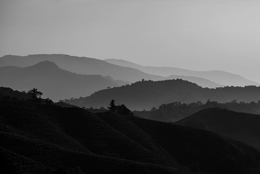 forest, trees, bandw, mood, gradient, mountain, scenics - nature HD wallpaper
