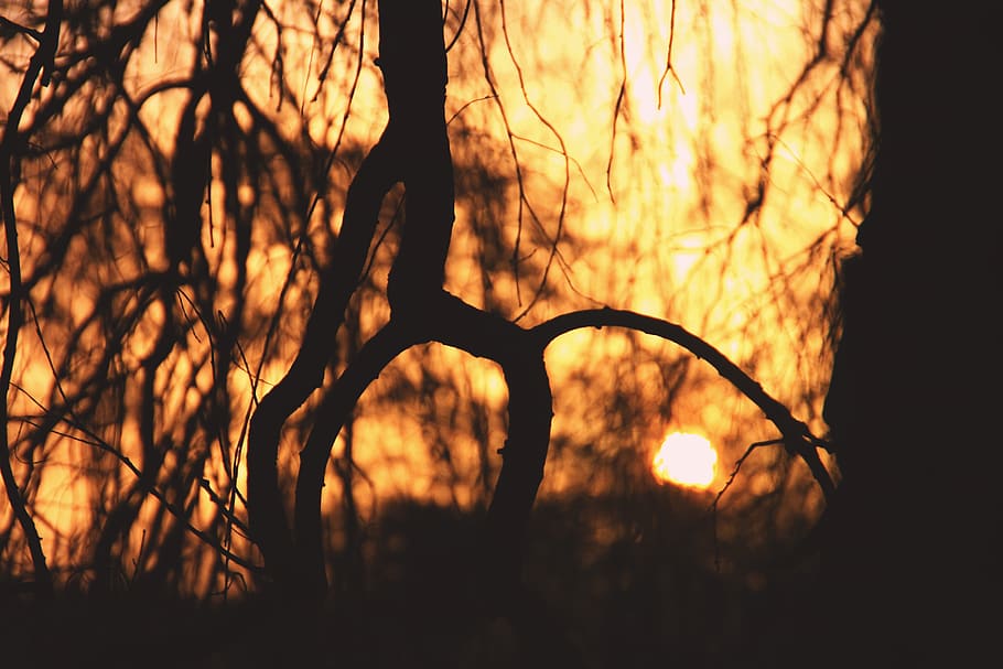 trees, forest, wood, woods, sunrise, nature, sunset, orange HD wallpaper