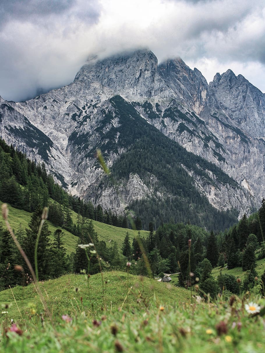 green-leafed trees near mountain, slope, plant, fir, abies, nature HD wallpaper