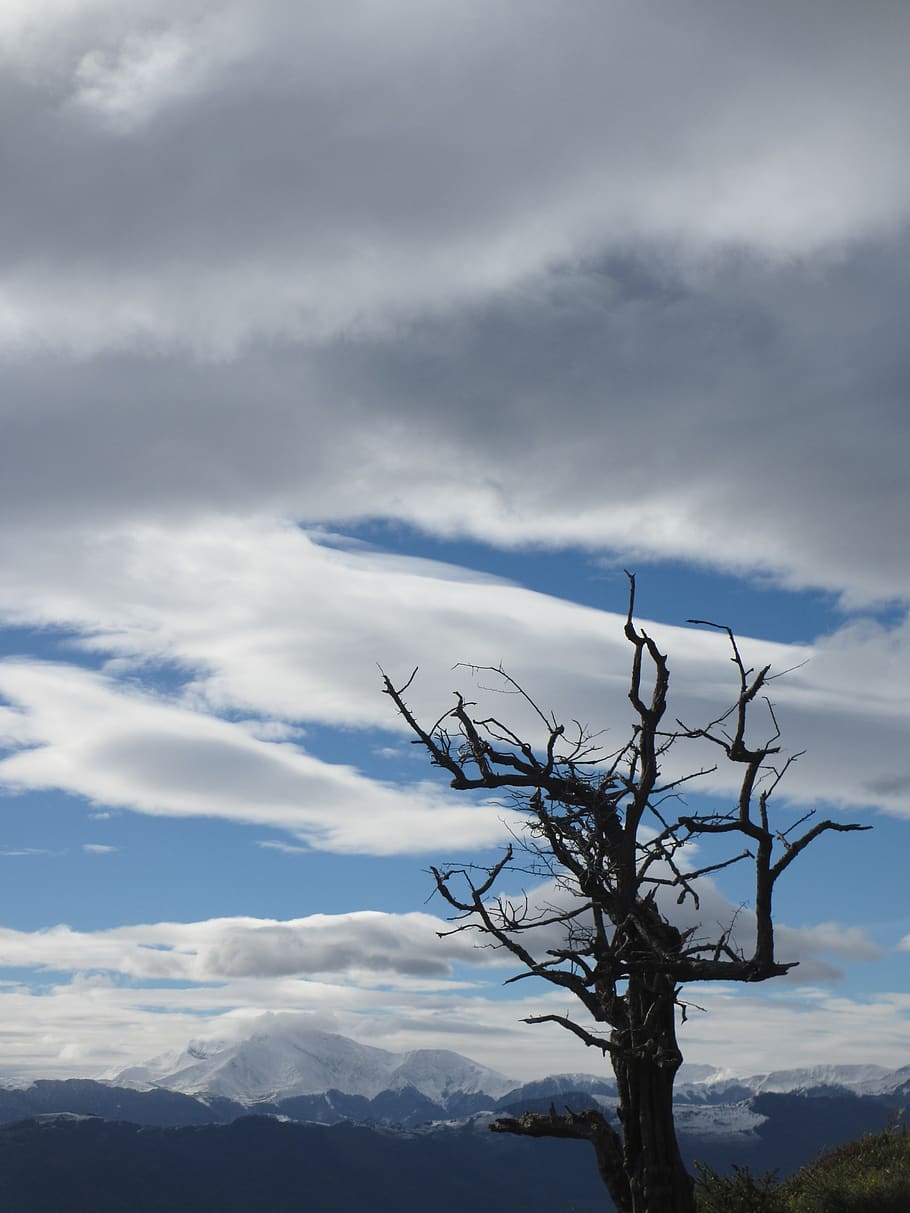 dead tree, pyrénées, mountain, cloud - sky, bare tree, beauty in nature HD wallpaper