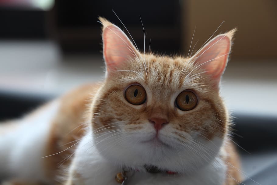 ears, kitten, cat, eyes, face, animal, cute, domestic, pets HD wallpaper
