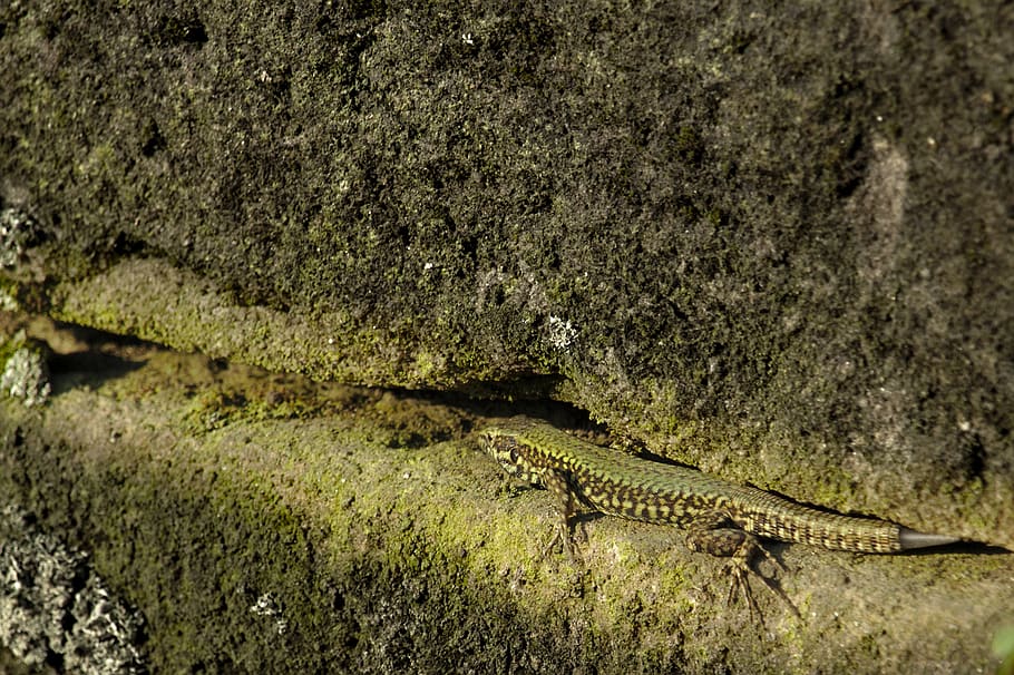 wall, lizard, animal wildlife, animal themes, animals in the wild HD wallpaper