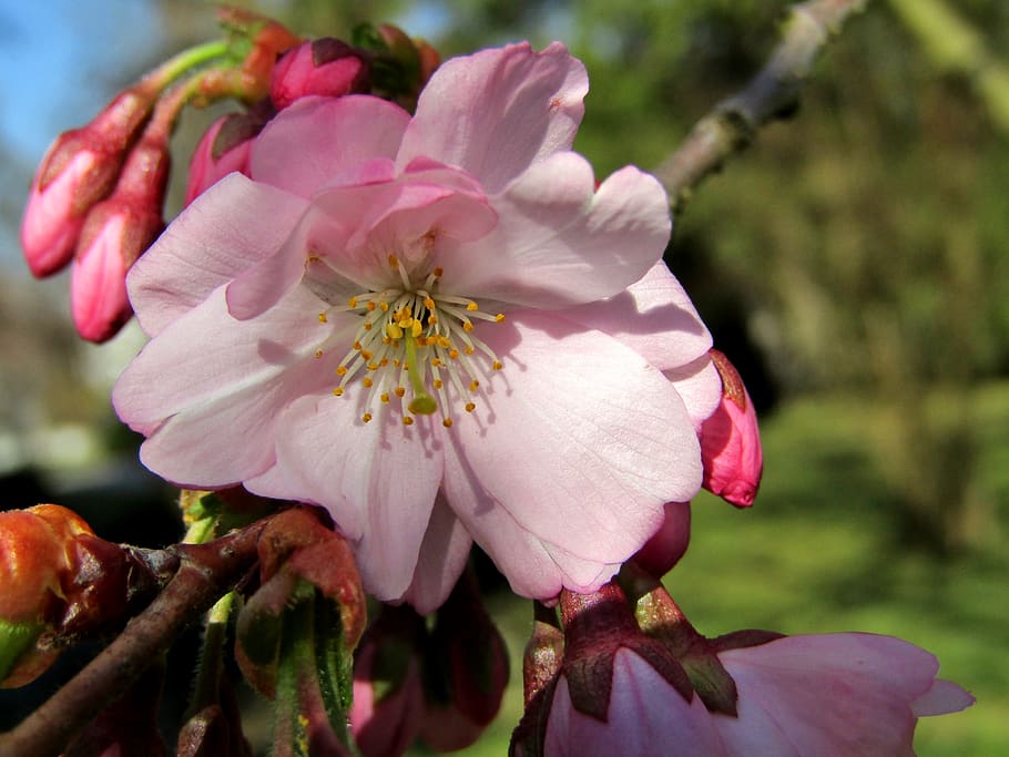 japanese cherry, spring, pink, white, blossom, bloom, branch HD wallpaper