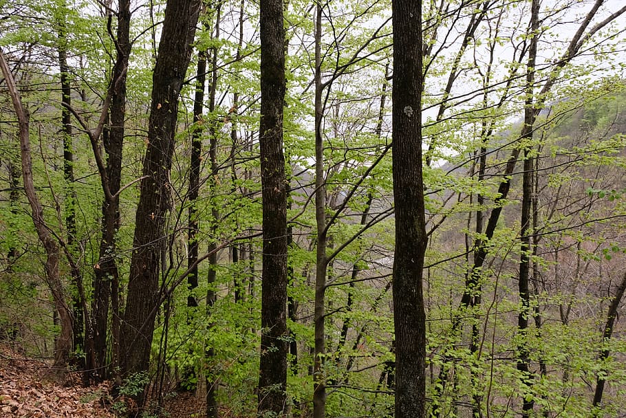 tree, plant, tree trunk, vegetation, forest, woodland, outdoors HD wallpaper