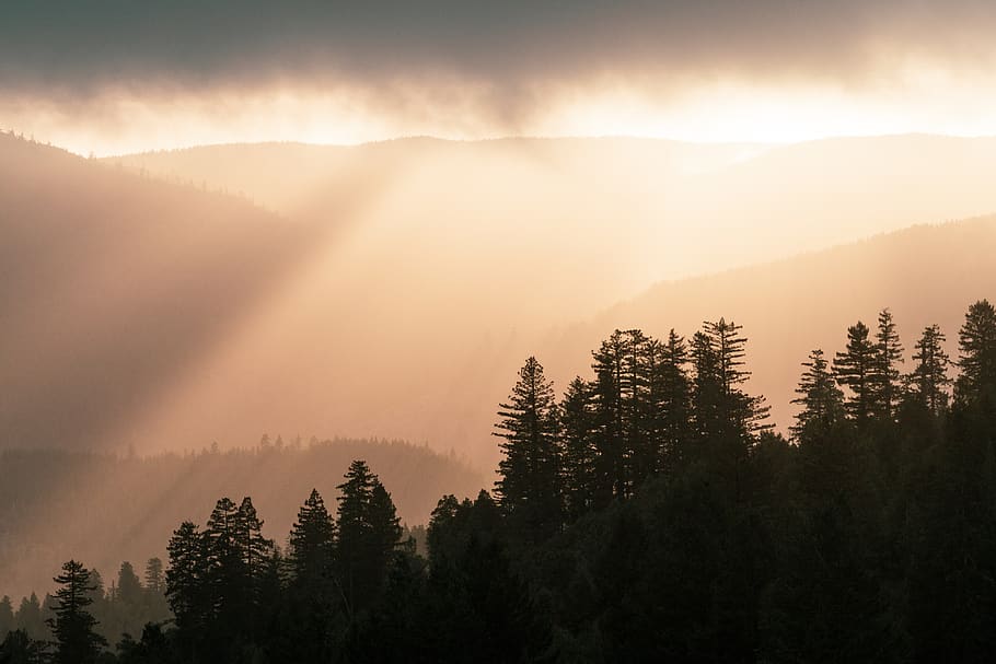 silhouette photography of forest, nature, weather, fir, plant, HD wallpaper