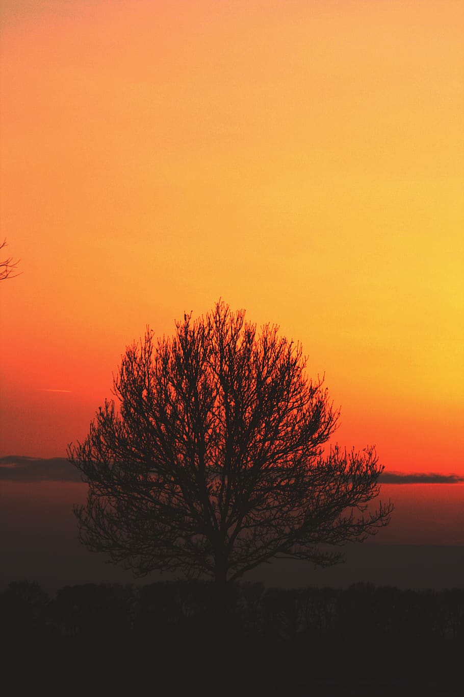 trees, sun, sunrise, sunset, orange, sky, beauty in nature HD wallpaper