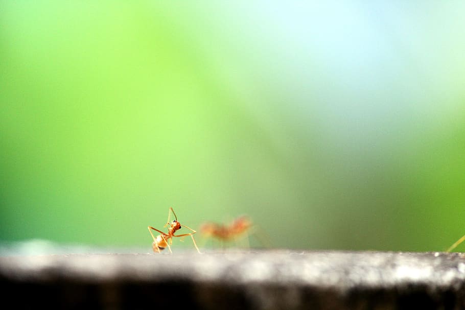 fire ant macro photography, insect, animal, invertebrate, cricket insect HD wallpaper