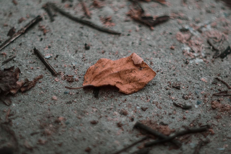pakistan, autumn, leaf, plant part, selective focus, dry, change HD wallpaper