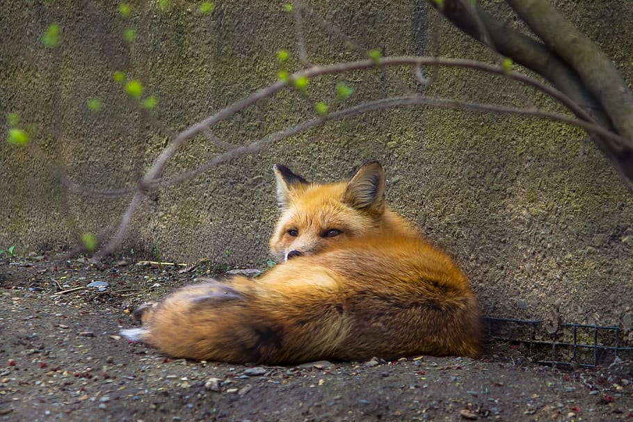 united states, worcester, red fox, sleepy, laying, sly fox, HD wallpaper