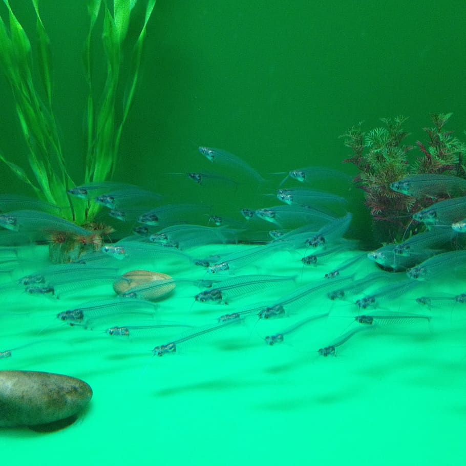 china, qingdao, water, underwater, sea, swimming, animals in the wild HD wallpaper