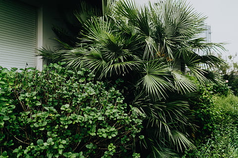Municipal greenery, flora, leaf, leaves, spring, Italy, may, hedge HD wallpaper