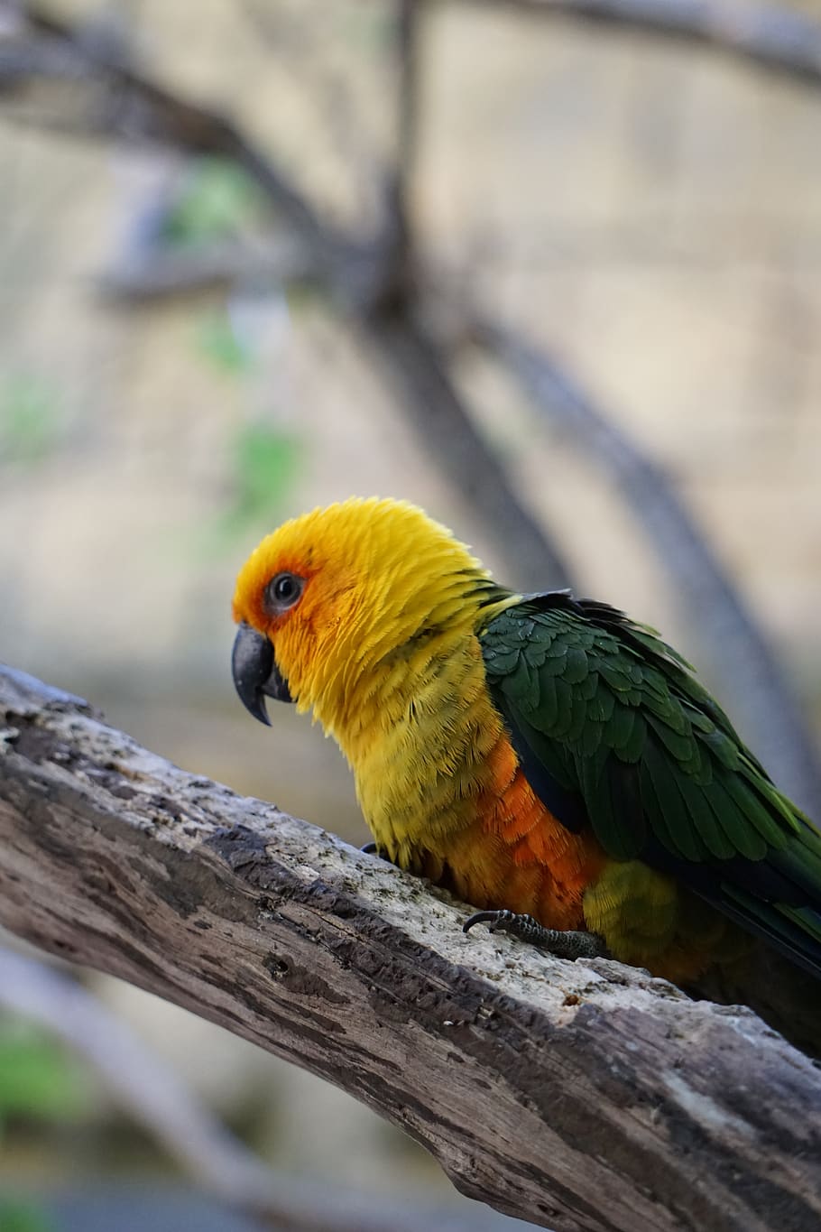 parrots, parakeets, birds, animals, perico, plumage, pen, ave HD wallpaper