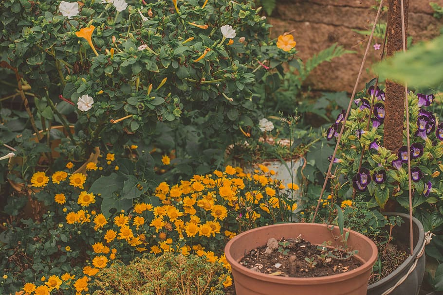 plant, growth, flower, flowering plant, nature, no people, beauty in nature HD wallpaper