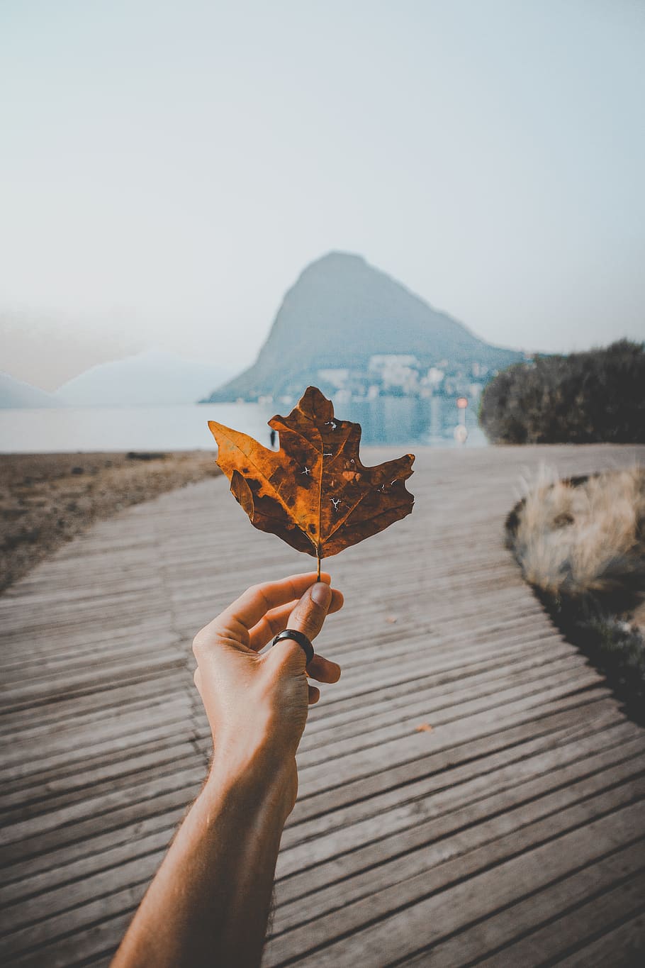 Person Holding Brown Leaf, dry leaf, hand, macro, maple leaf HD wallpaper