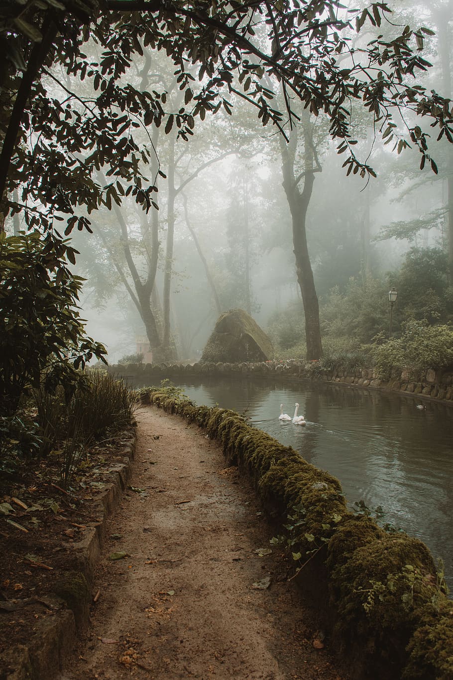 green-leafed trees, plant, tranquility, beauty in nature, fog HD wallpaper