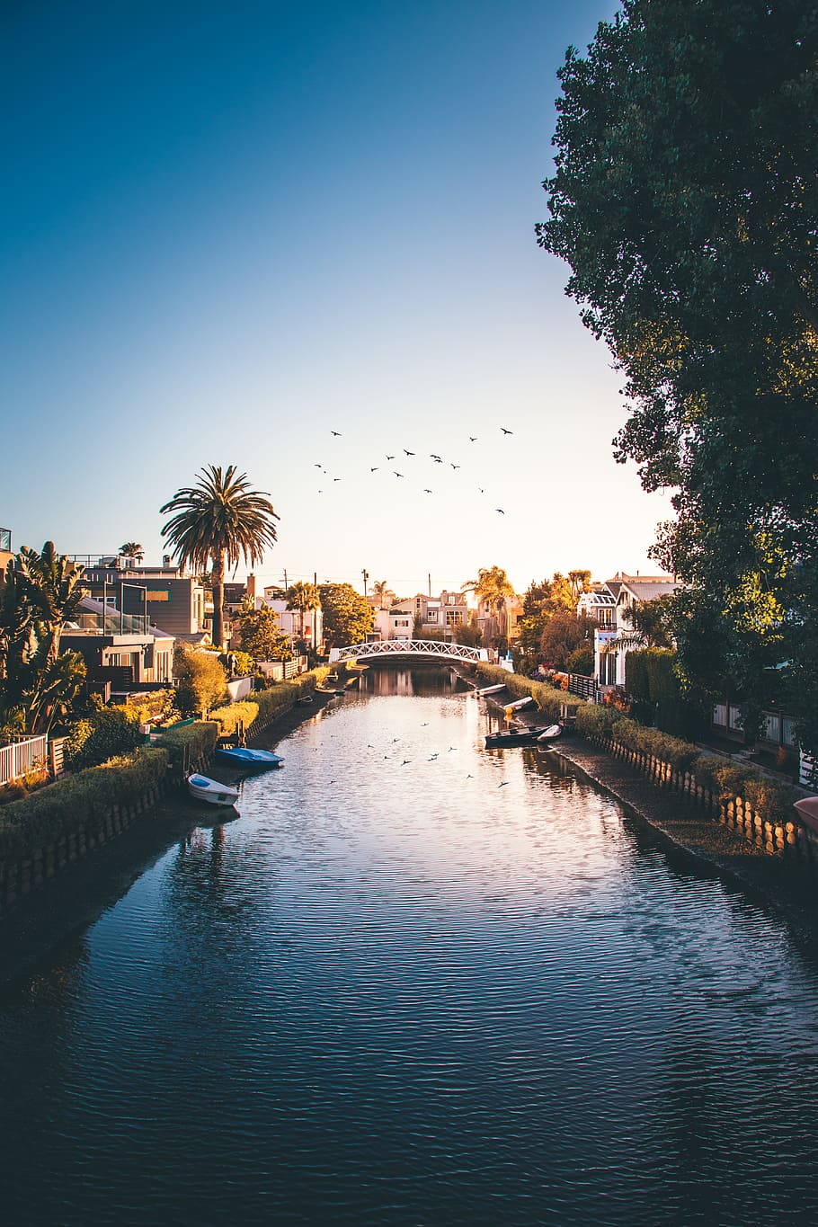 river photo, bridge, water, boat, building, palm, bird, tree HD wallpaper