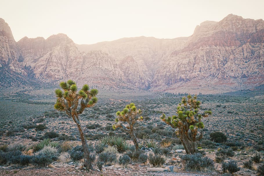joshua tree, nevada, three, desert, mountain, cactus, landscape HD wallpaper