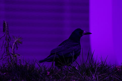 violet, raven, crow, black, bird, nevermore, poe, vertebrate HD wallpaper