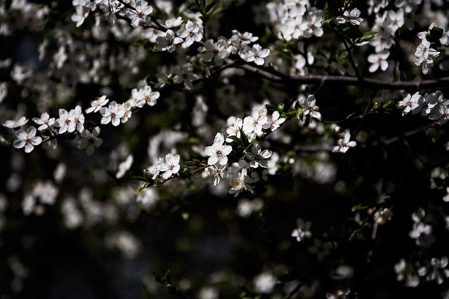 green, leaf, plant, tree, nature, outdoor, flowers, petals HD wallpaper