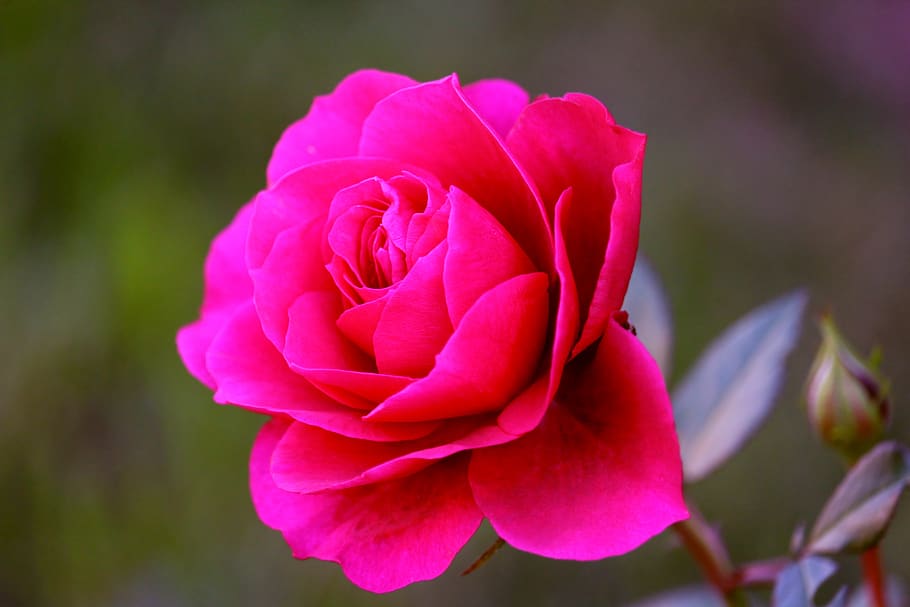 rose, red, blossom, bloom, plant, nature, flower, romantic HD wallpaper