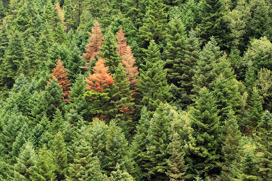 tree, plant, pine, abies, fir, conifer, greece, karpenision HD wallpaper