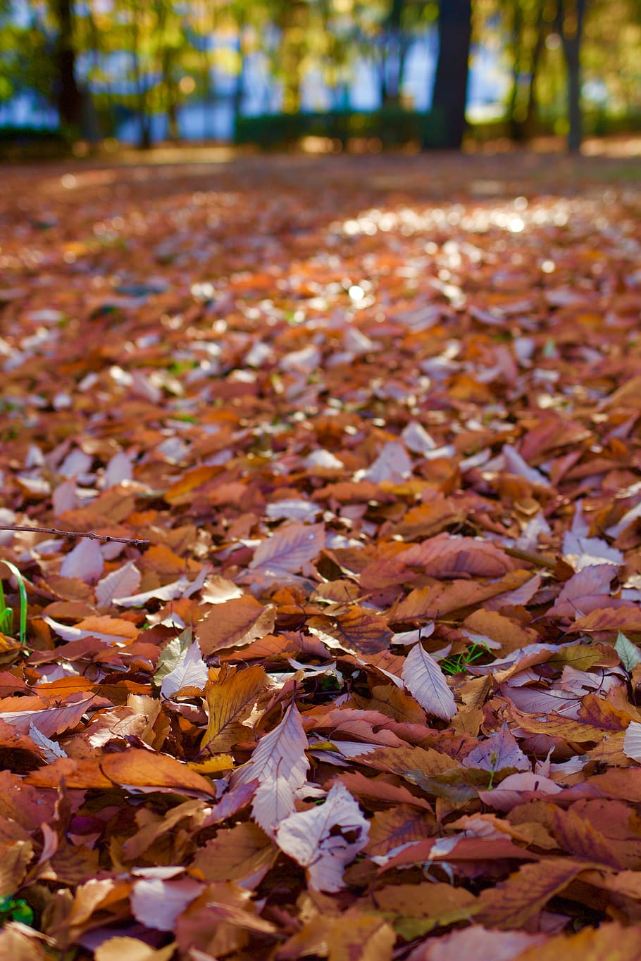 japan, tokyo, leaf, fall, autumn, plant part, change, falling HD wallpaper