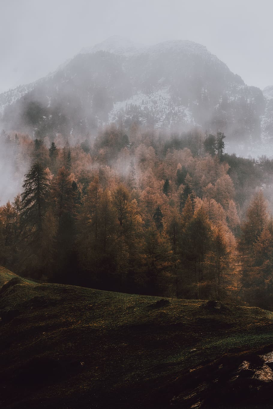mountain covered with fogs, tree, plant, tranquility, beauty in nature HD wallpaper
