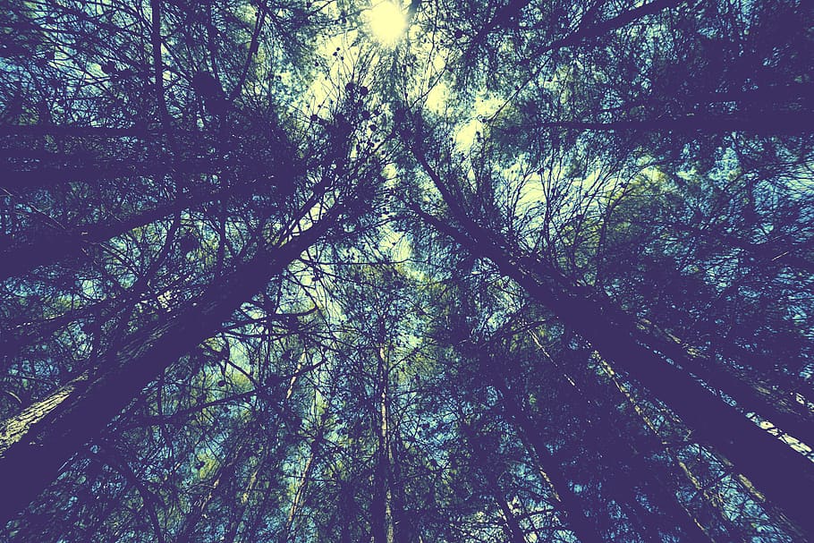 tree, plant, low angle view, growth, forest, no people, nature HD wallpaper