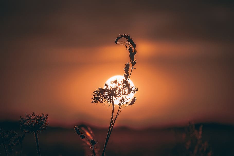 sun, sunset, grass, flower, field, outdoor, shape, color, contour HD wallpaper